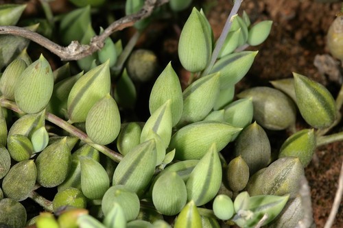 String of Bananas
