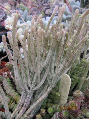 String of Buttons
