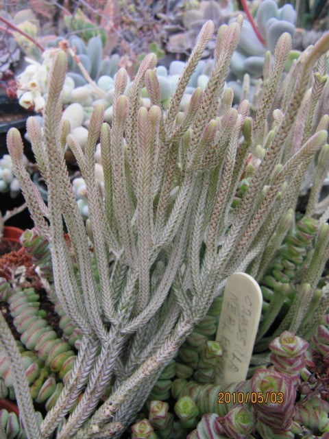 String of Buttons