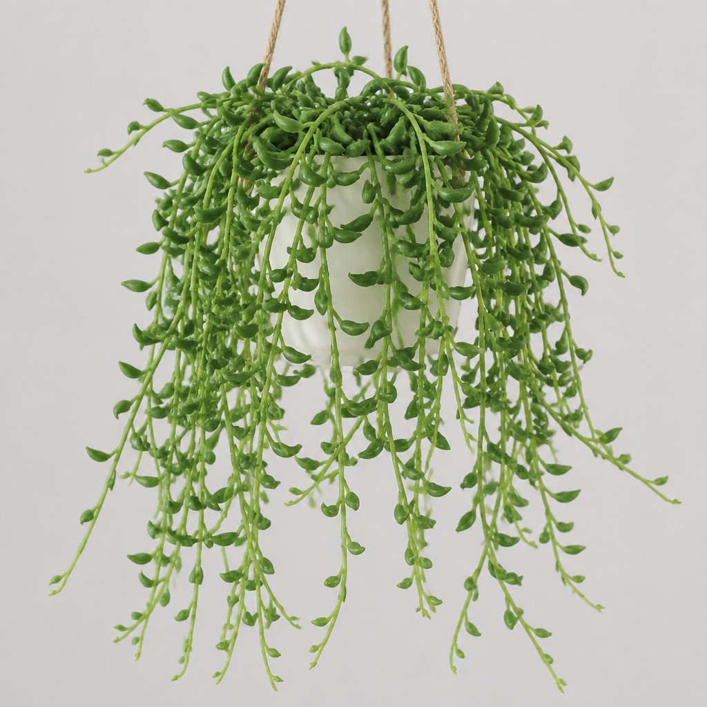 String of Dolphins