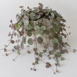 String Of Hearts