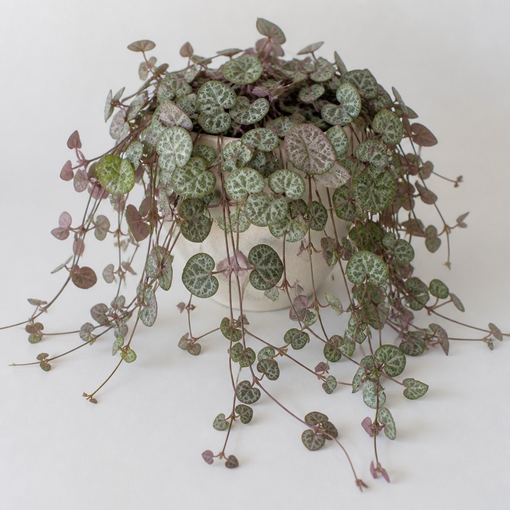 String Of Hearts
