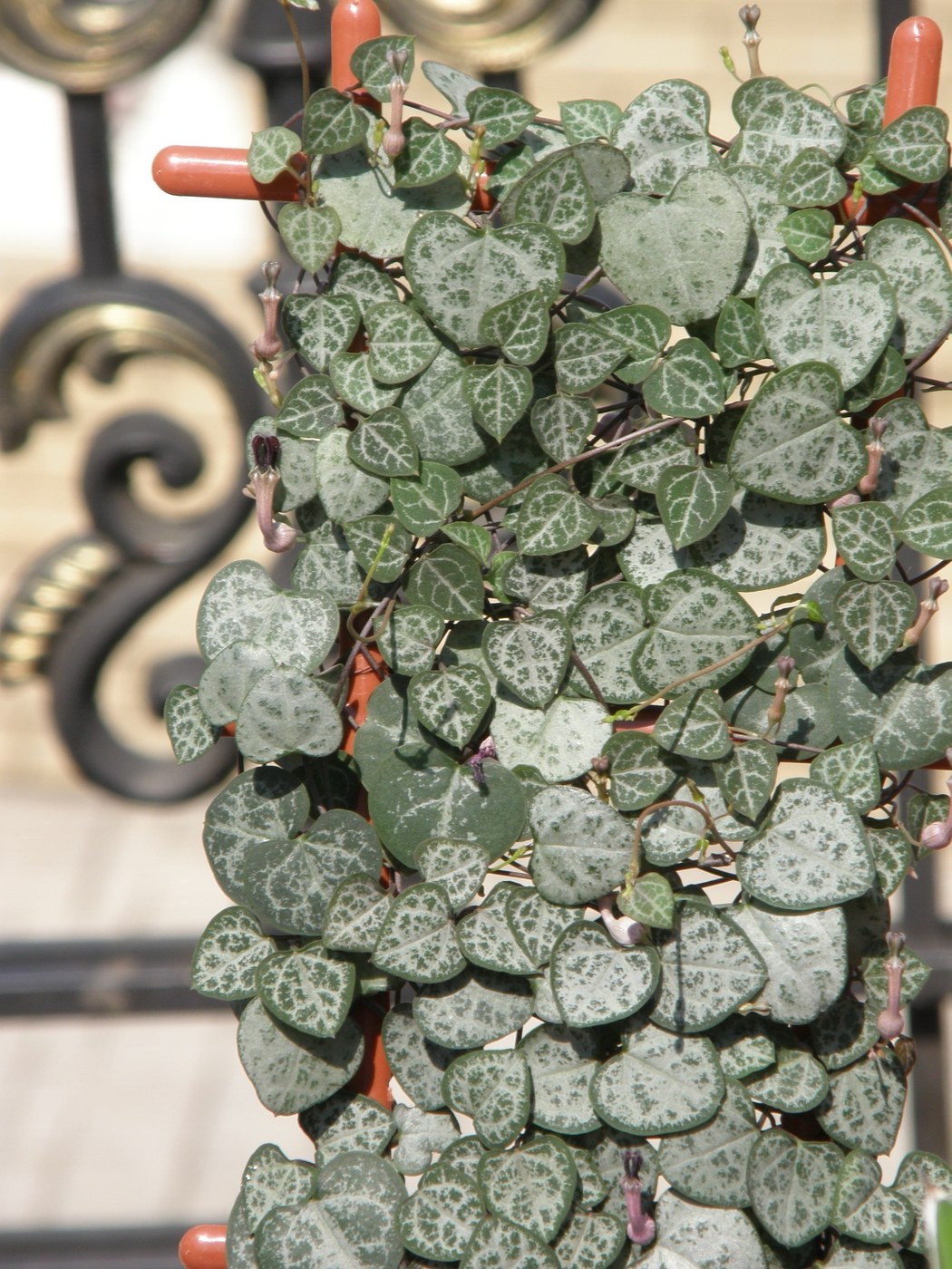 How to Care for String Of Hearts