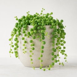 String Of Pearls Identification Guide