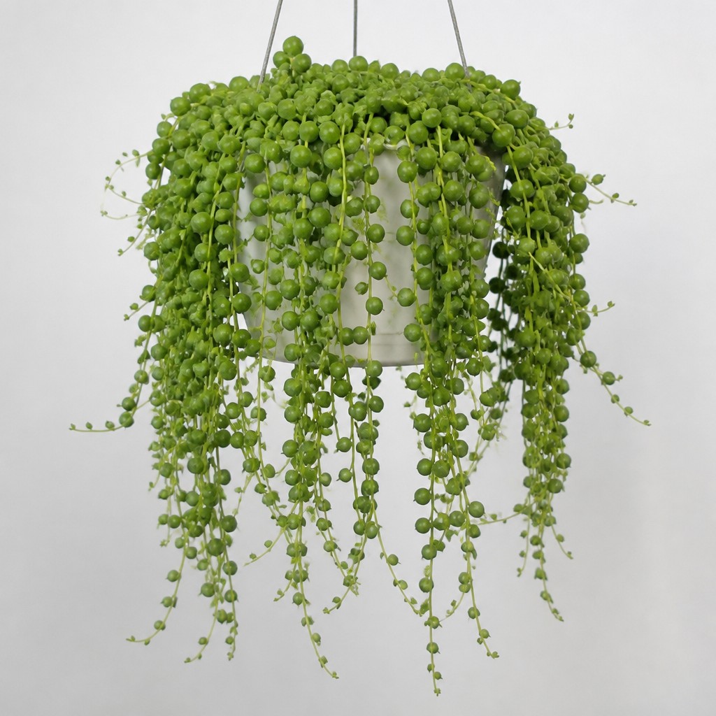 String Of Pearls