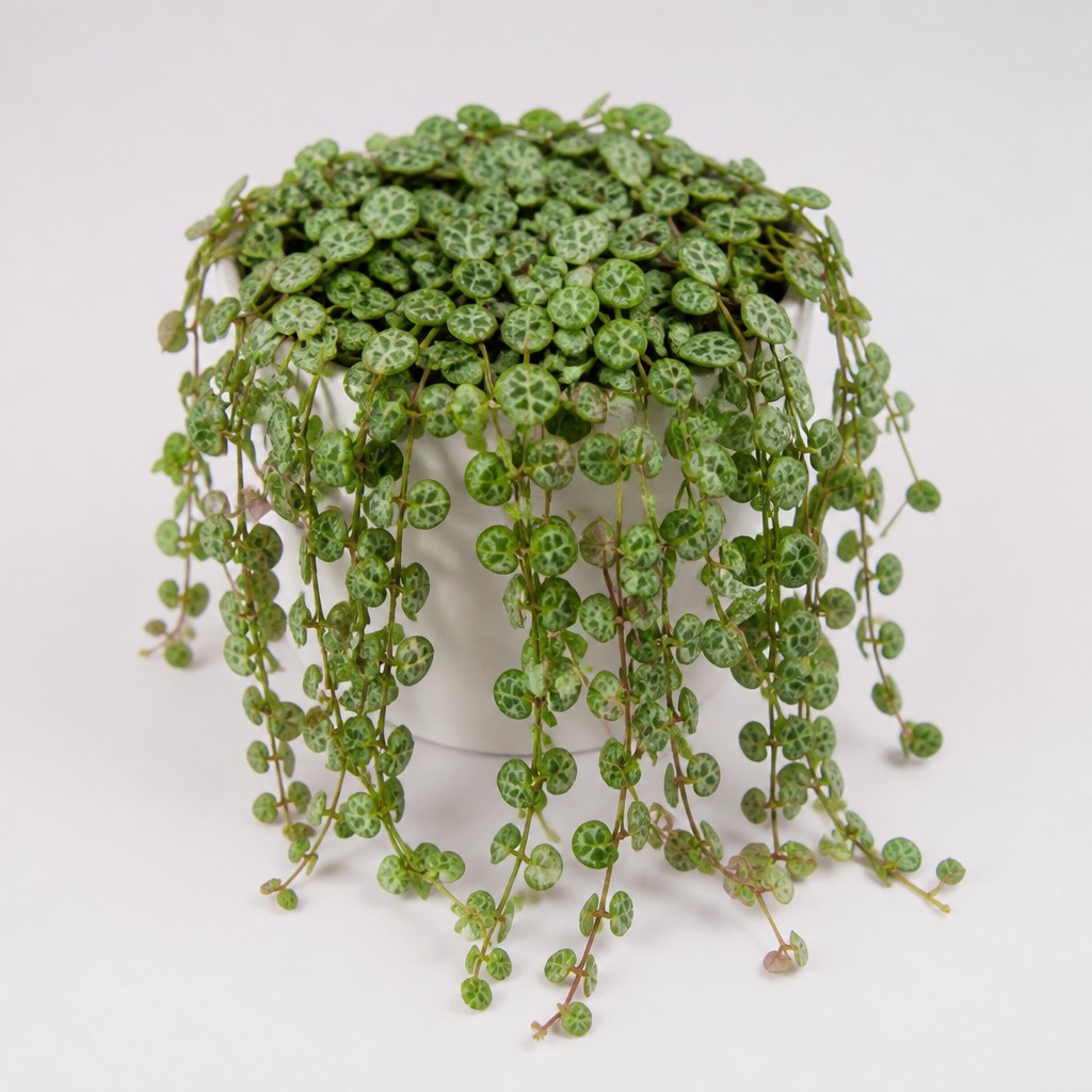 String of Turtles