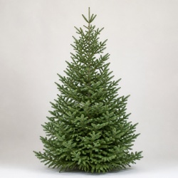 Subalpine Fir Identification Guide