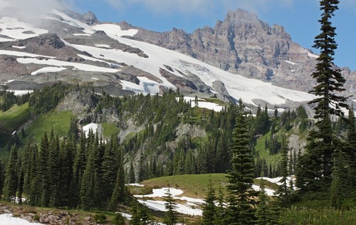 Subalpine Fir