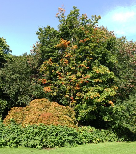 Sugar Maple