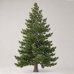Sugar Pine Identification Guide