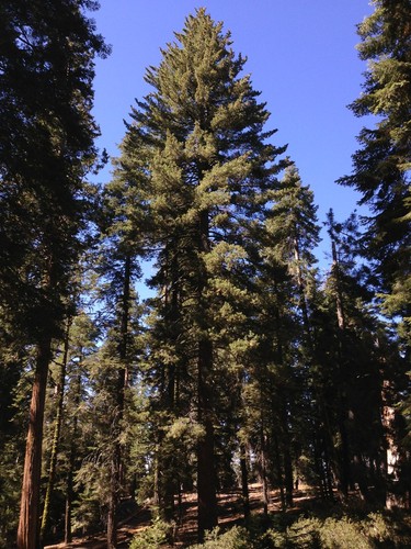 Sugar Pine