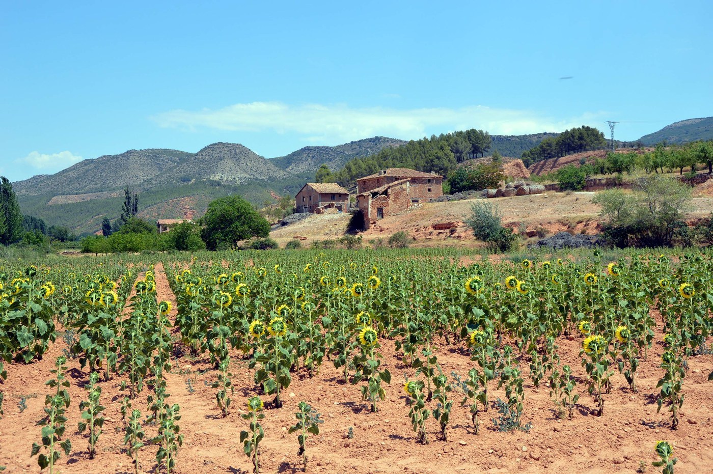 How to Care for Sunflower