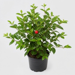 Surinam Cherry Identification Guide