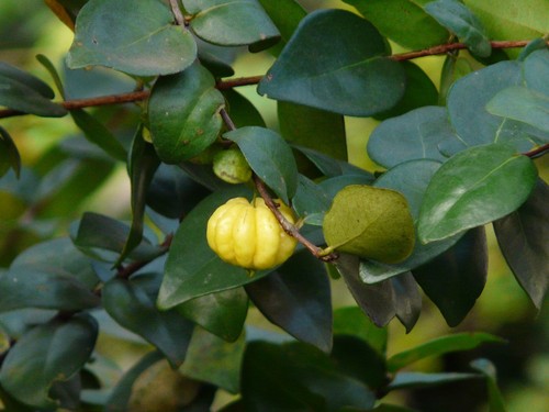 Surinam Cherry