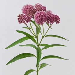 Swamp Milkweed Identification Guide