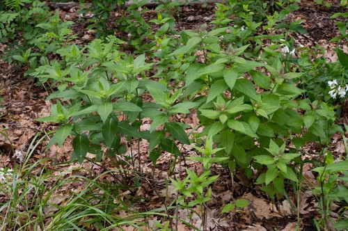Swamp Milkweed
