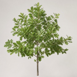 Swamp White Oak Identification Guide