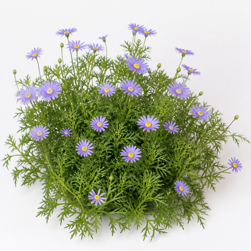Swan River Daisy