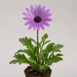 Swan River Daisy Identification Guide