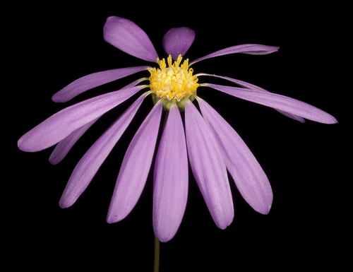 Swan River Daisy