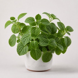 Swedish Ivy Identification Guide