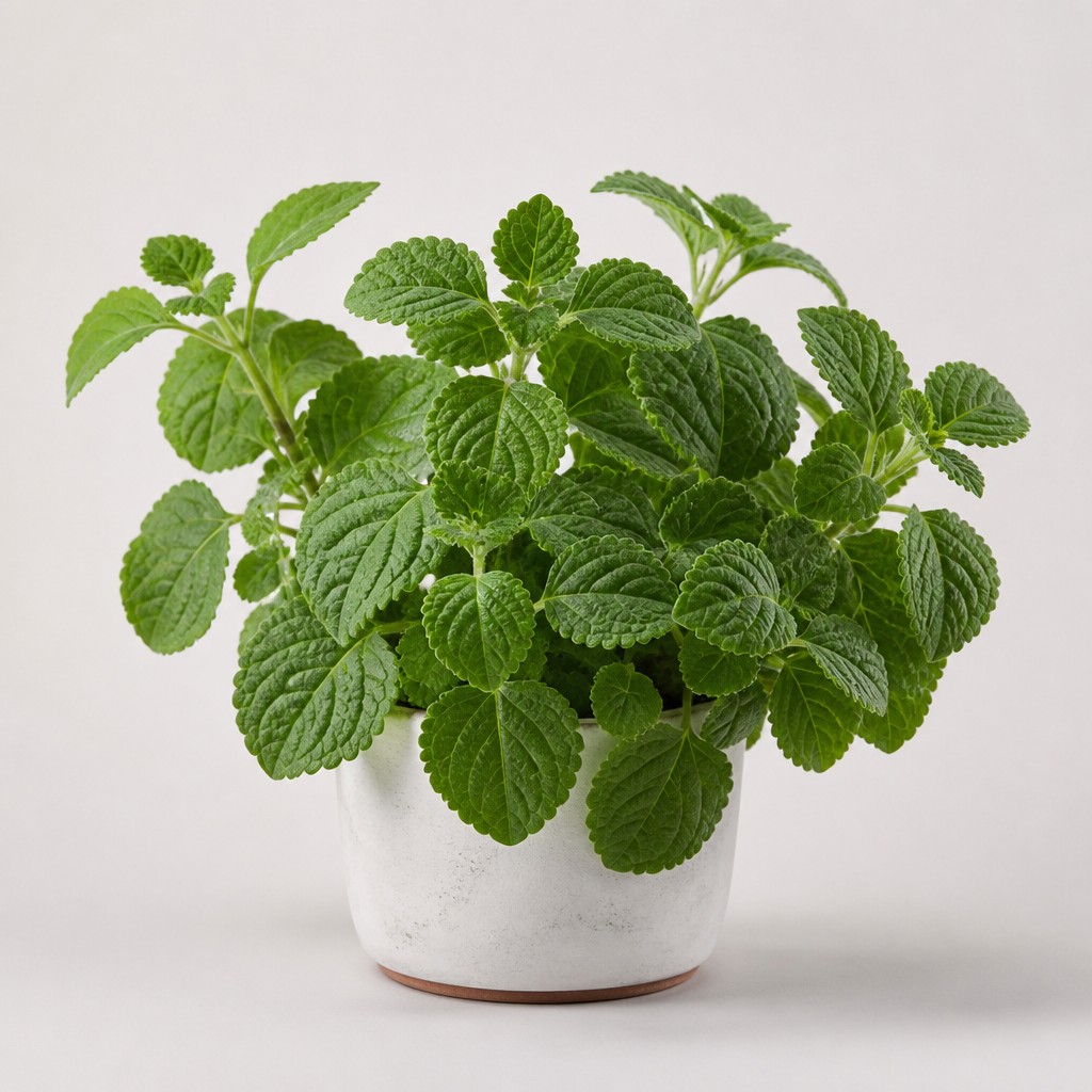 Swedish Ivy
