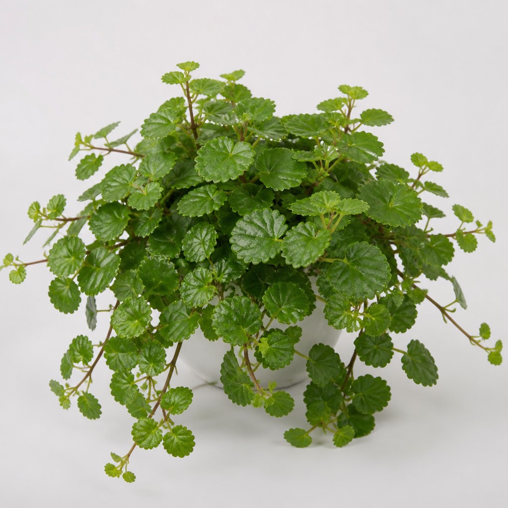 Swedish Ivy