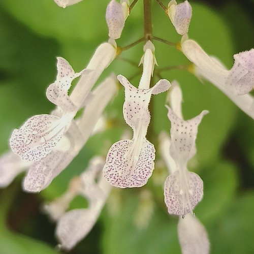 Swedish Ivy