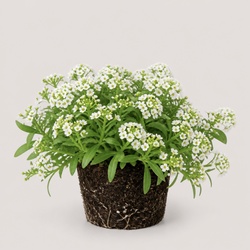 Sweet Alyssum Identification Guide