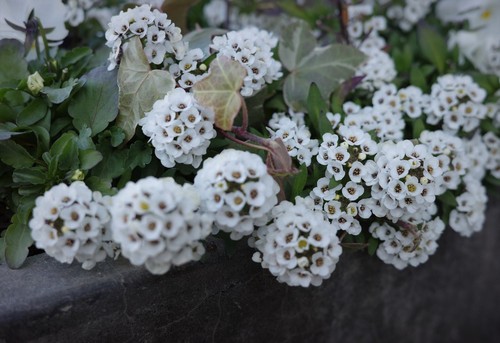 Sweet Alyssum
