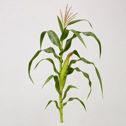Sweet Corn Identification Guide