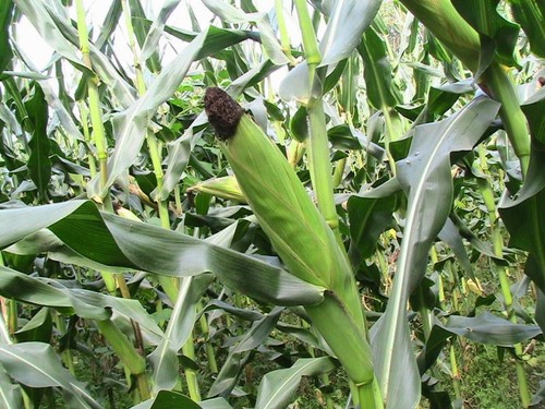 Sweet Corn