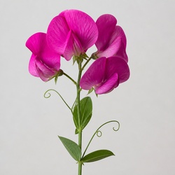Sweet Pea Identification Guide