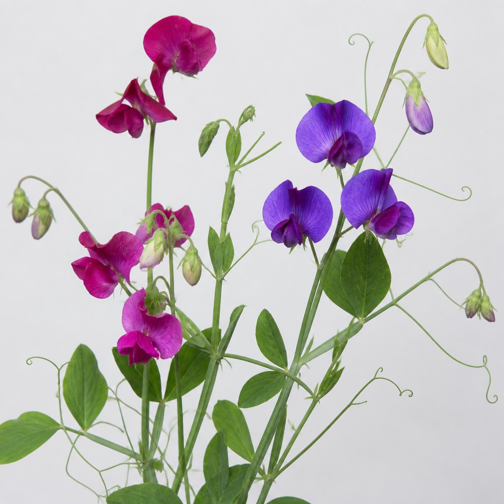 Sweet Pea