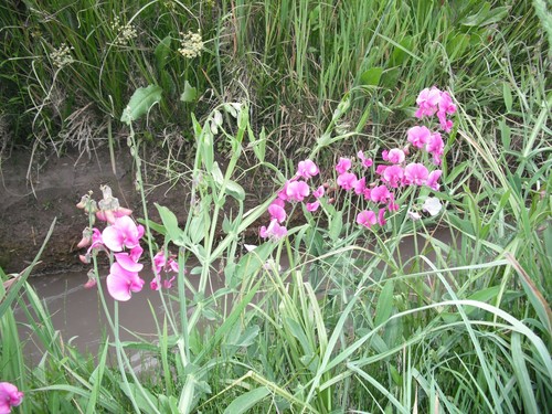 Sweet Pea