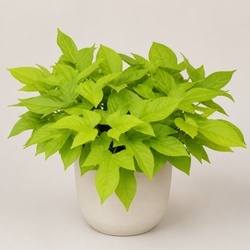 Sweet Potato Vine Identification Guide