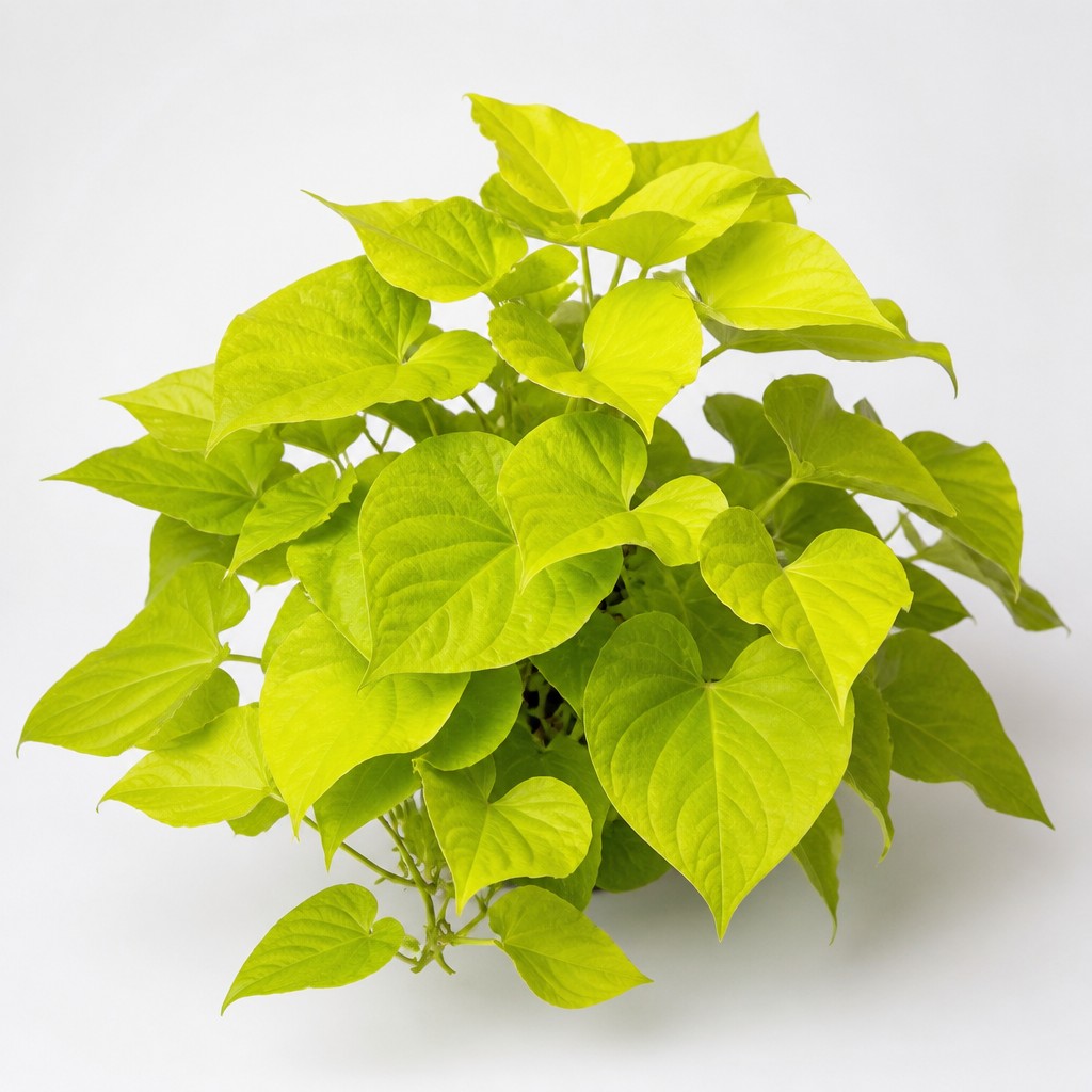 Sweet Potato Vine