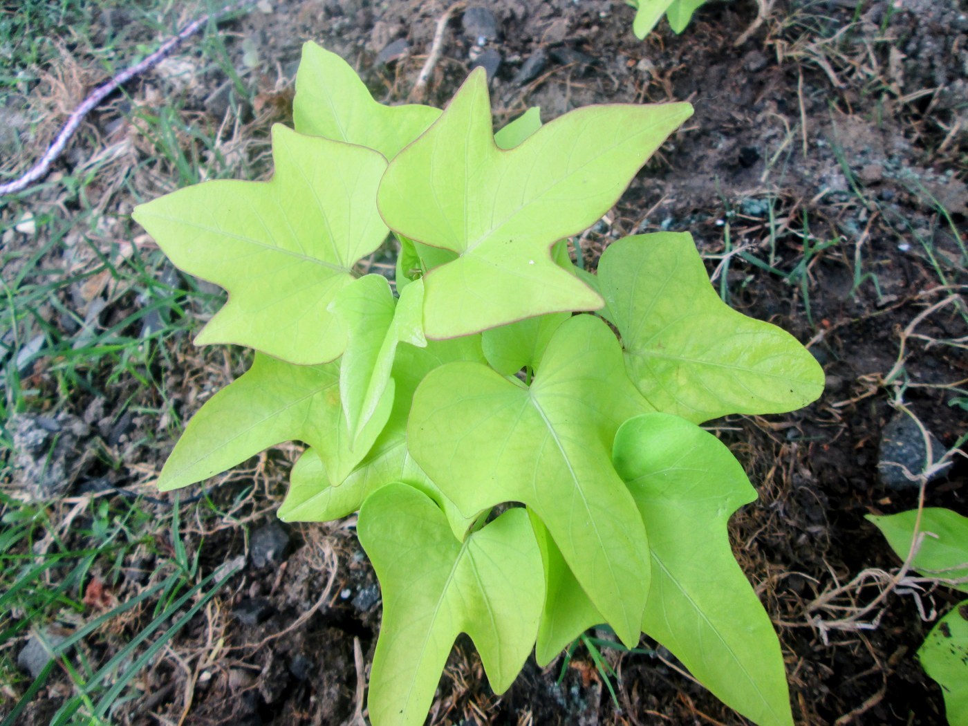 How to Care for Sweet Potato Vine