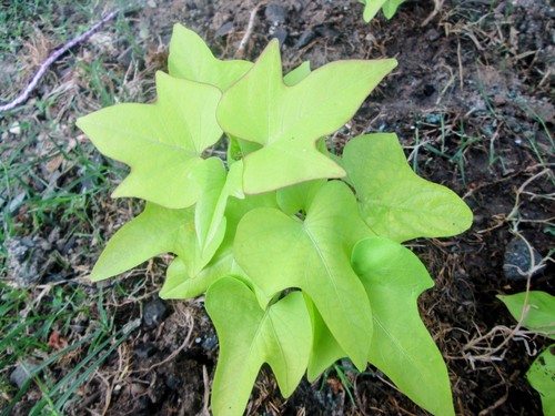Sweet Potato