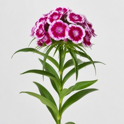 Sweet William Identification Guide