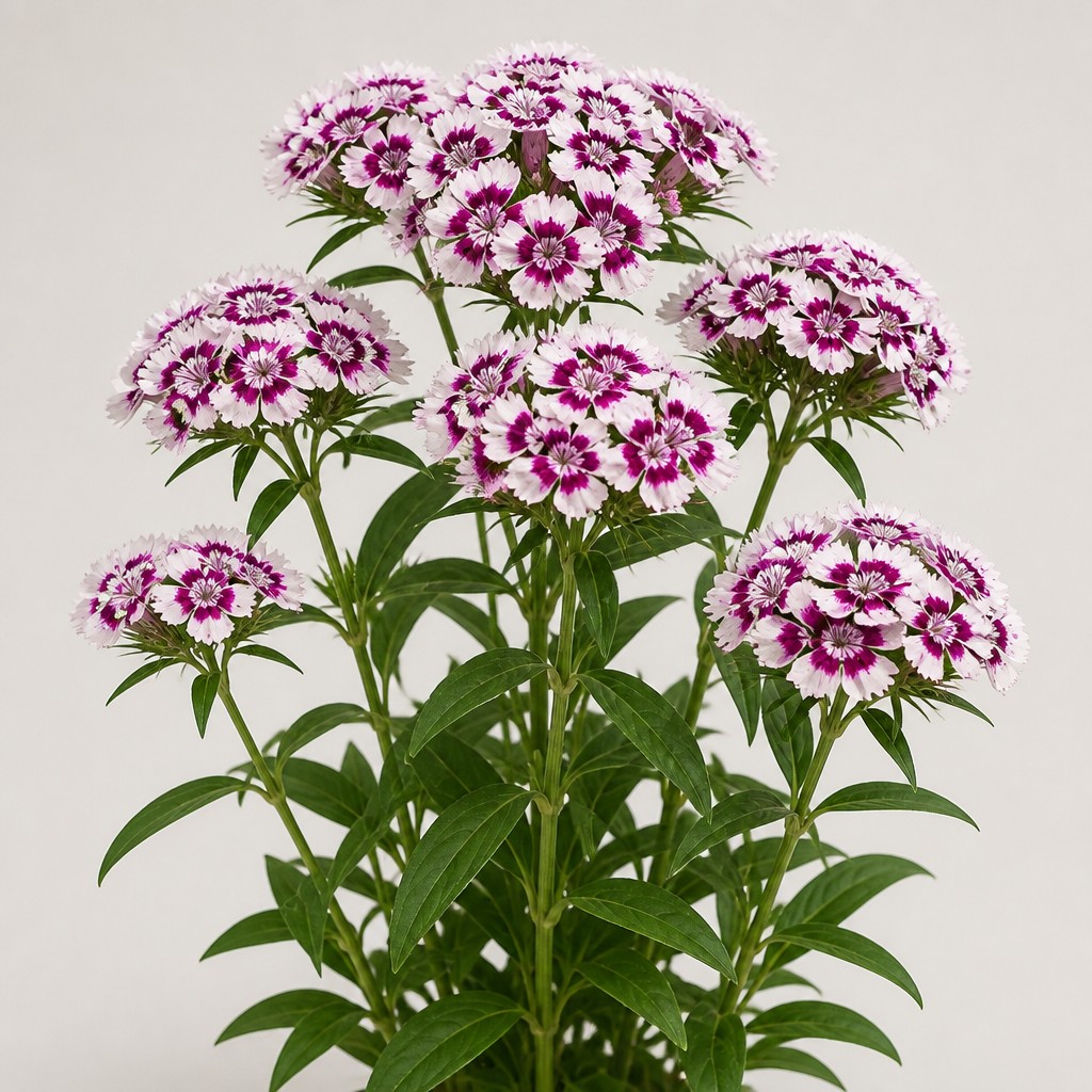 Sweet William