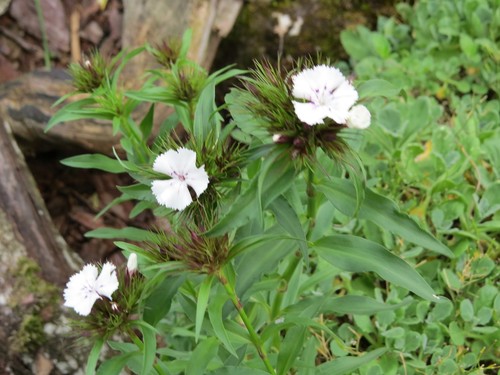 Sweet William