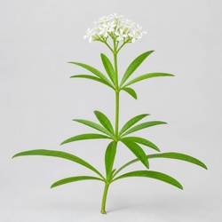 Sweet Woodruff Identification Guide