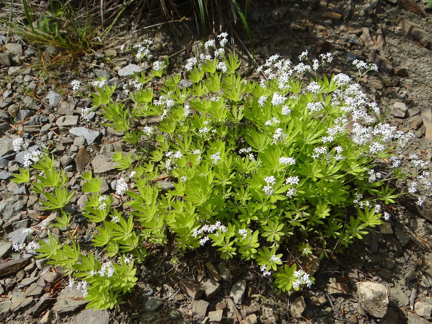 How to Care for Sweet Woodruff