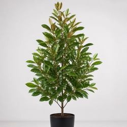 Sweetbay Magnolia Identification Guide