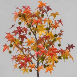 Sweetgum
