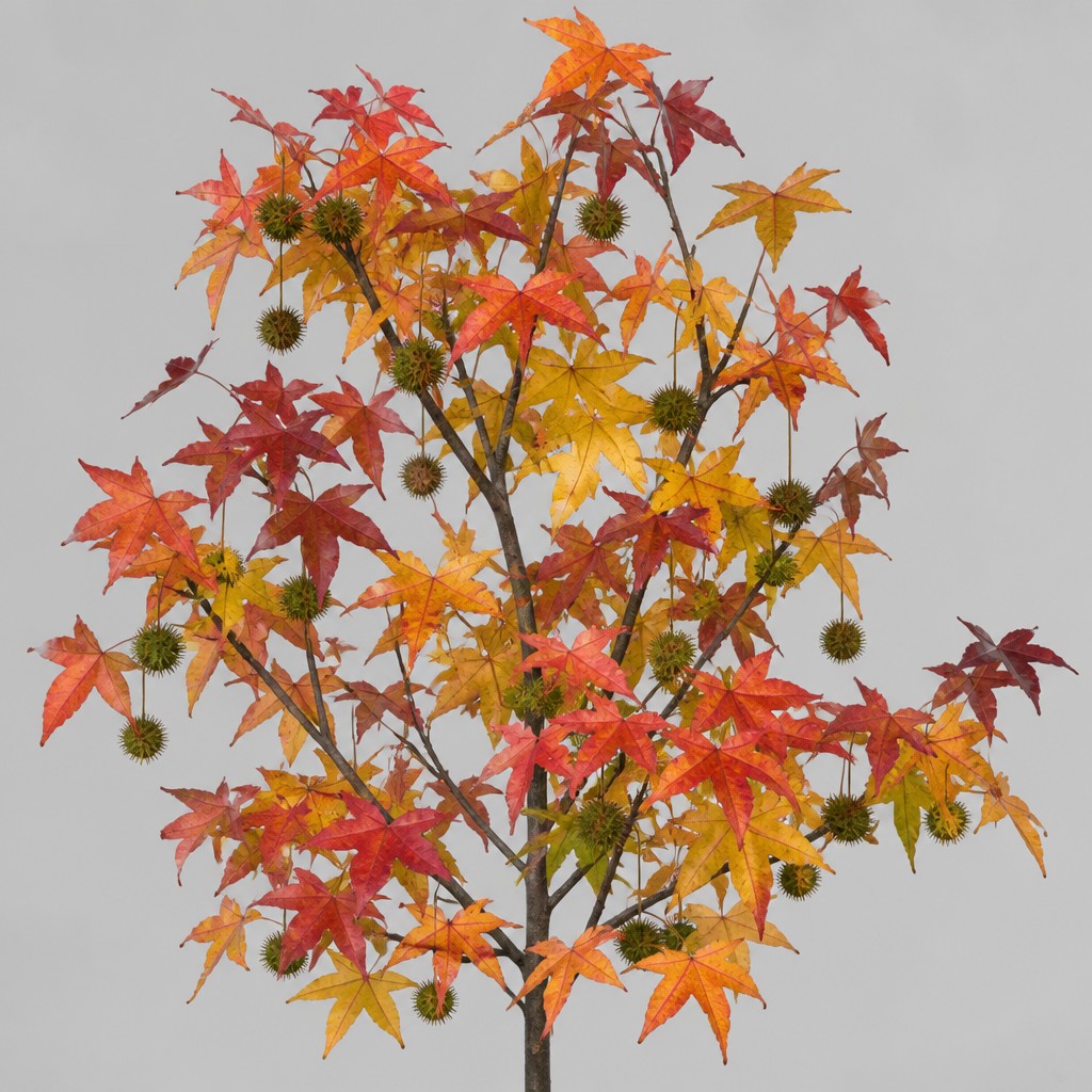 Sweetgum
