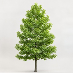 Sweetgum Identification Guide