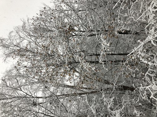 Sweetgum
