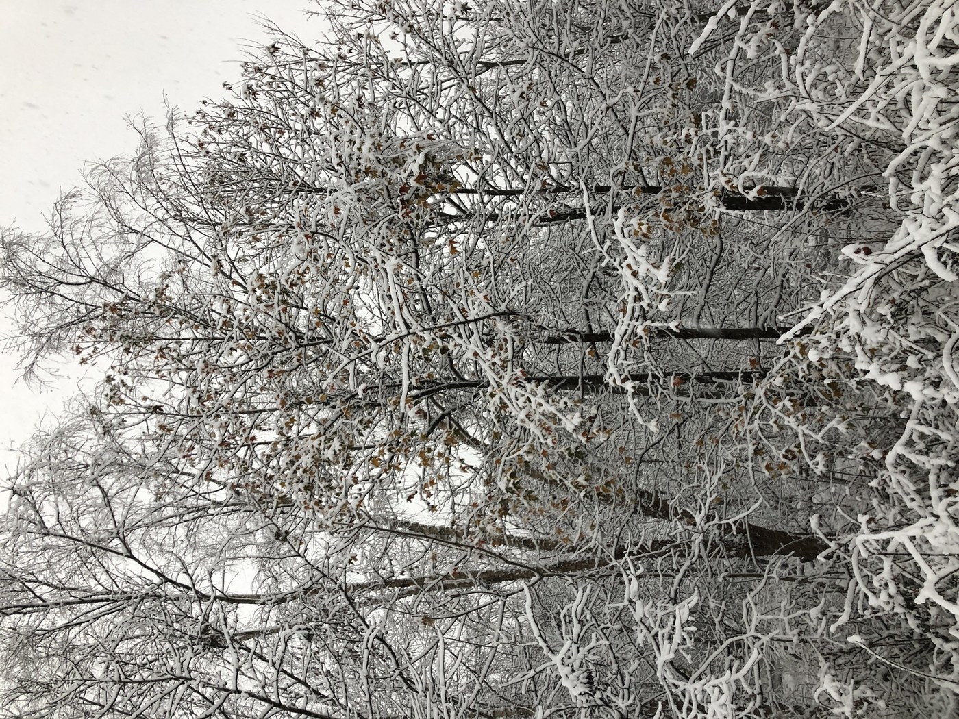 How to Care for Sweetgum